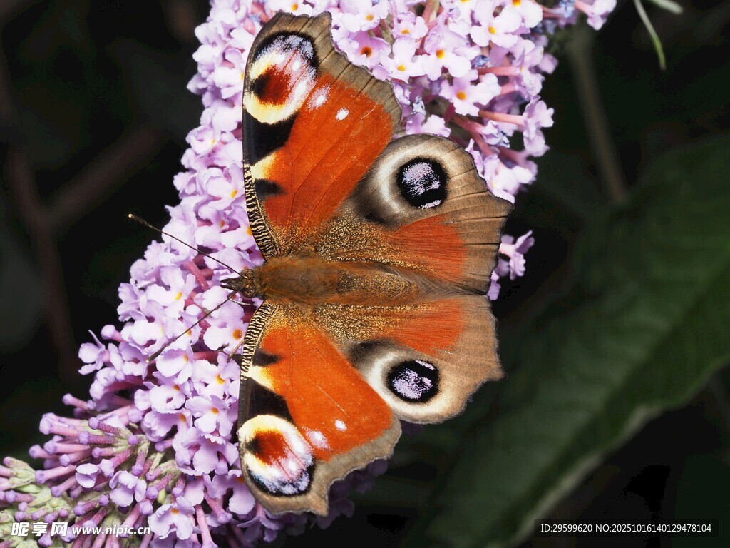蝴蝶停驻紫色花朵上