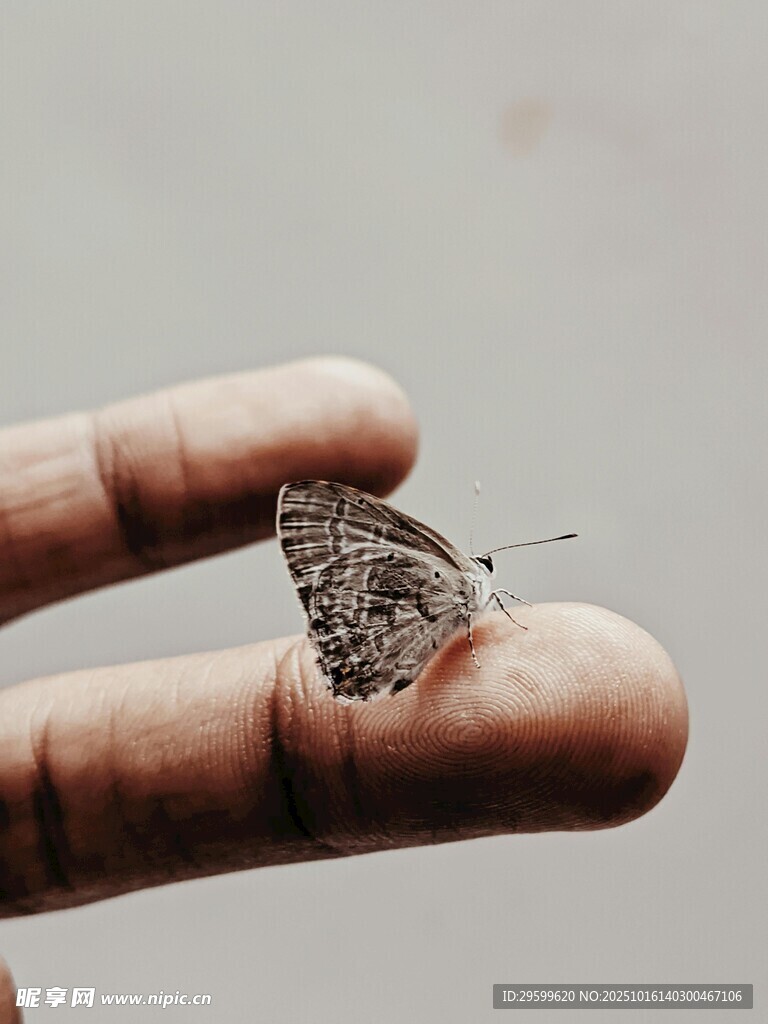 指尖上的蝴蝶