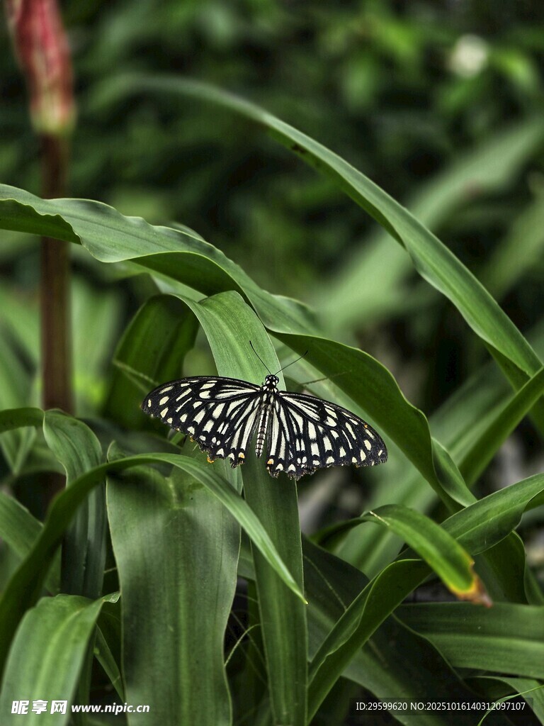 绿叶间的黑白花纹蝴蝶