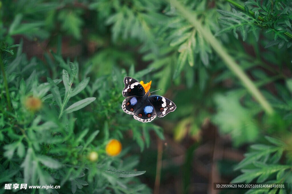绿叶间的美丽蝴蝶
