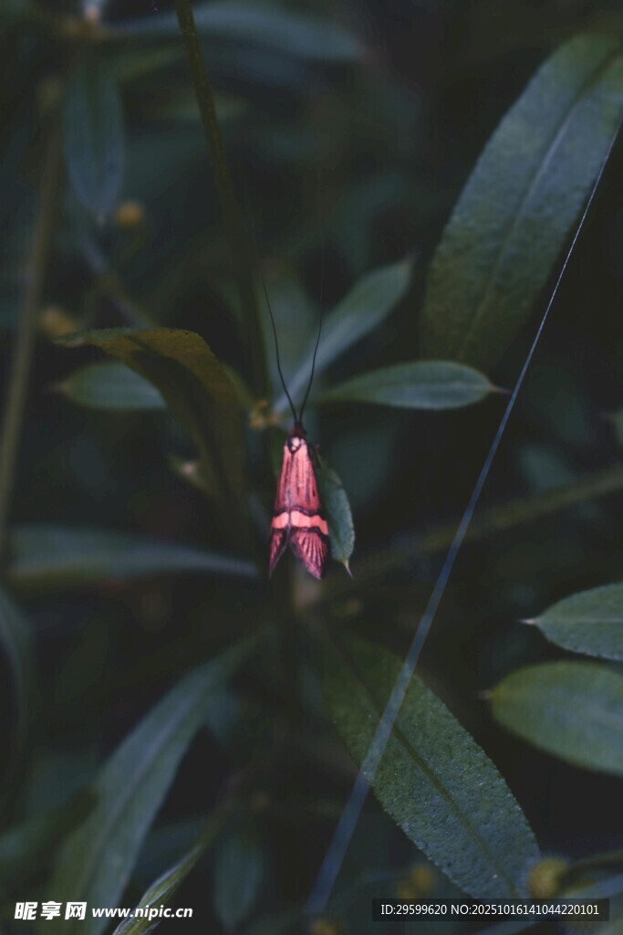 绿叶丛中的娇艳小花