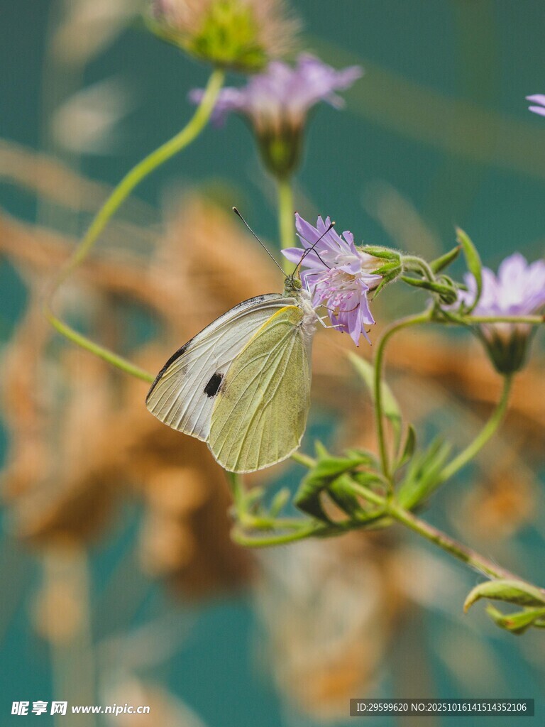 蝴蝶停驻紫色小花上