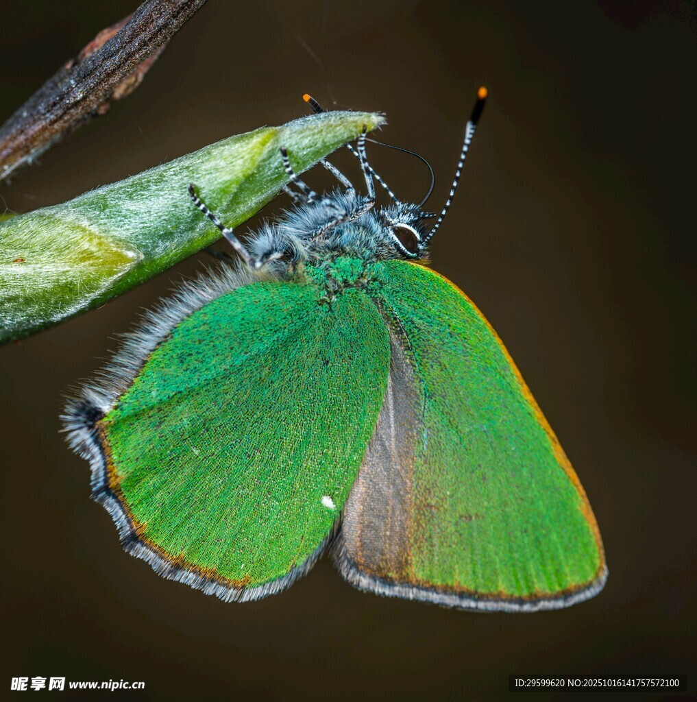 翠绿蝴蝶与昆虫同框画面