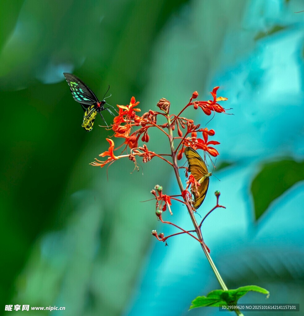 蜂鸟停驻鲜艳花朵上
