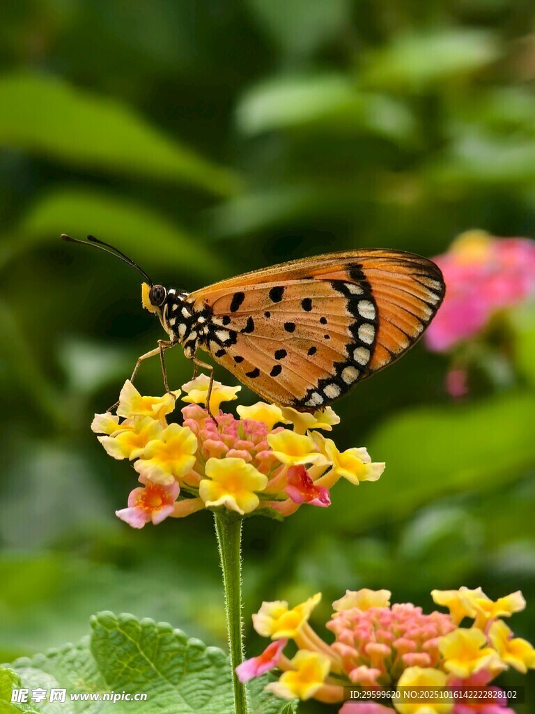 蝴蝶停驻多彩花朵上