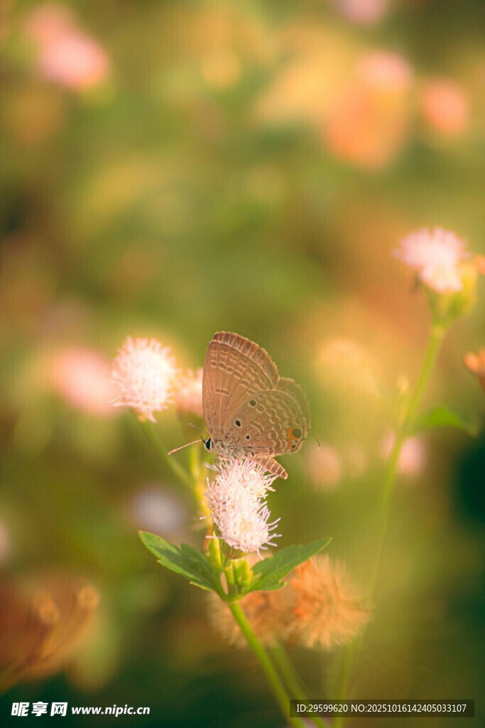 花间蝴蝶停驻美丽瞬间