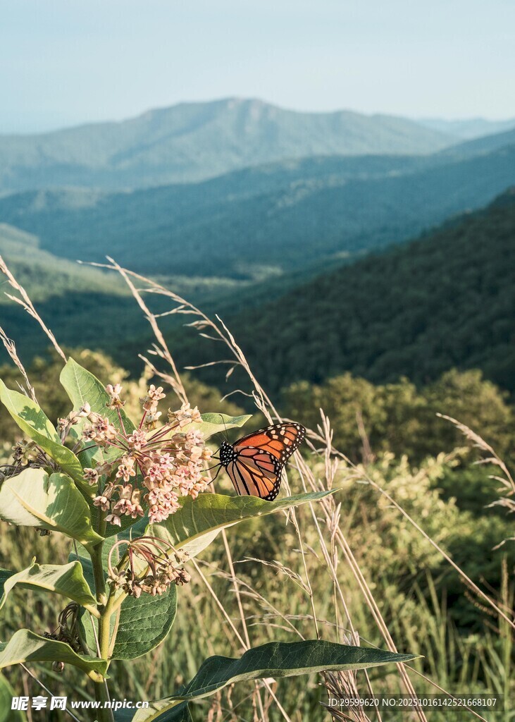 山间野花与远处山峦景色