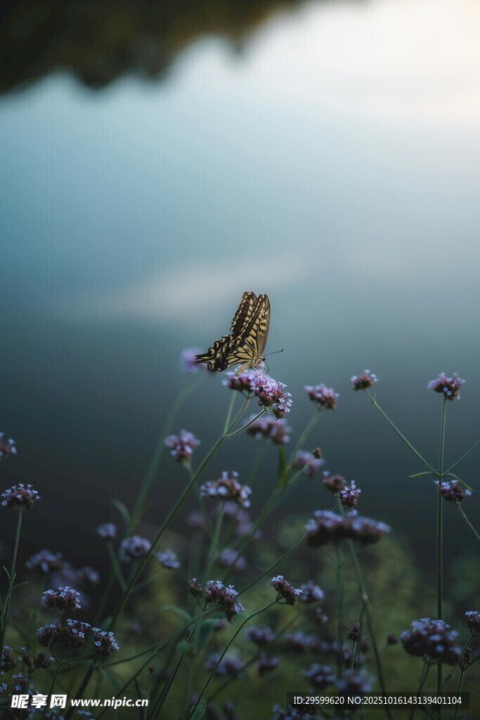 花间蝴蝶