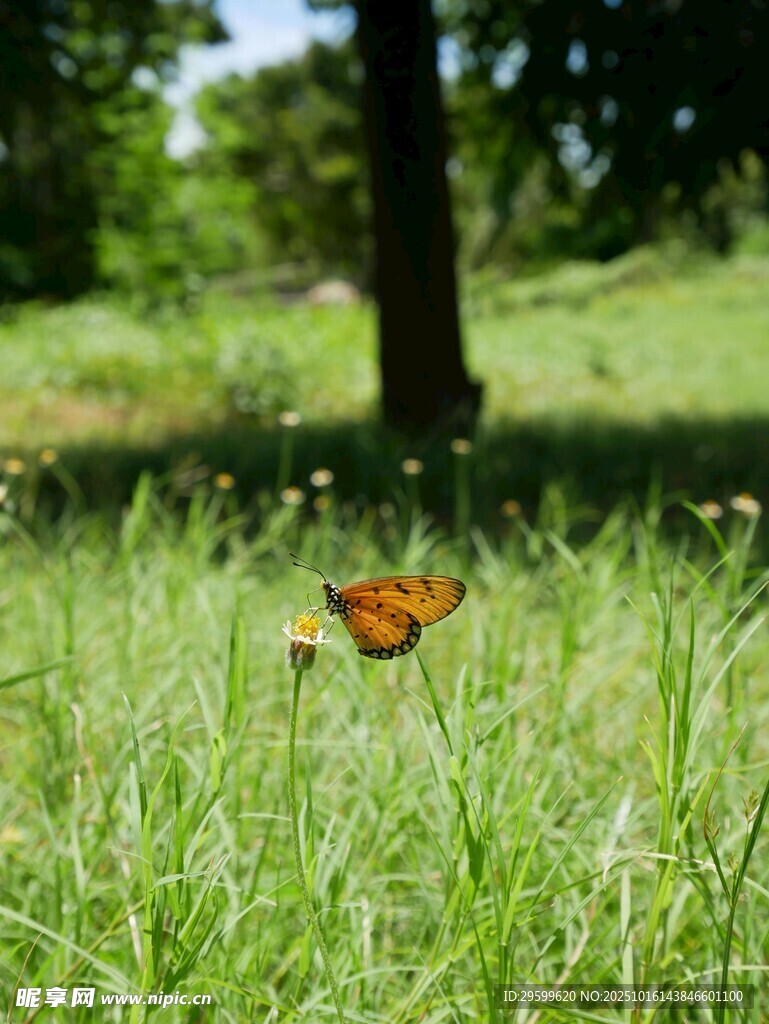草地上的蝴蝶