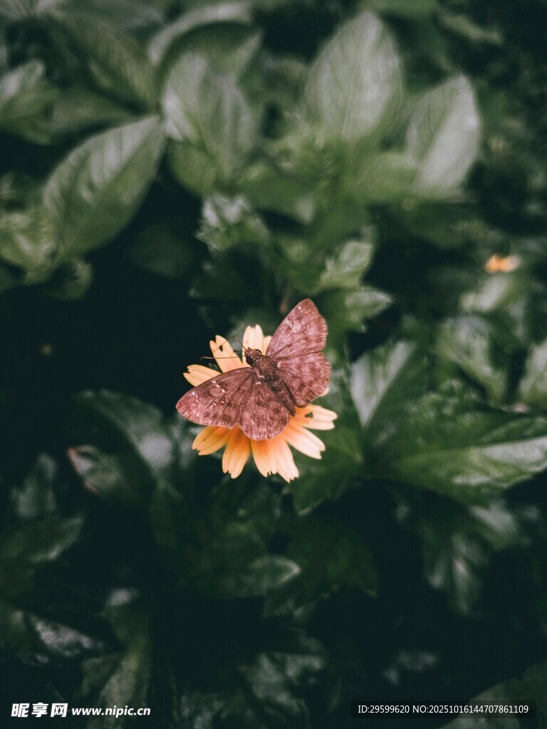 绿叶丛中的艳丽小花