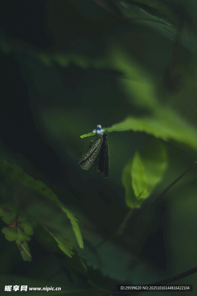 绿叶间飞舞的精致蜻蜓