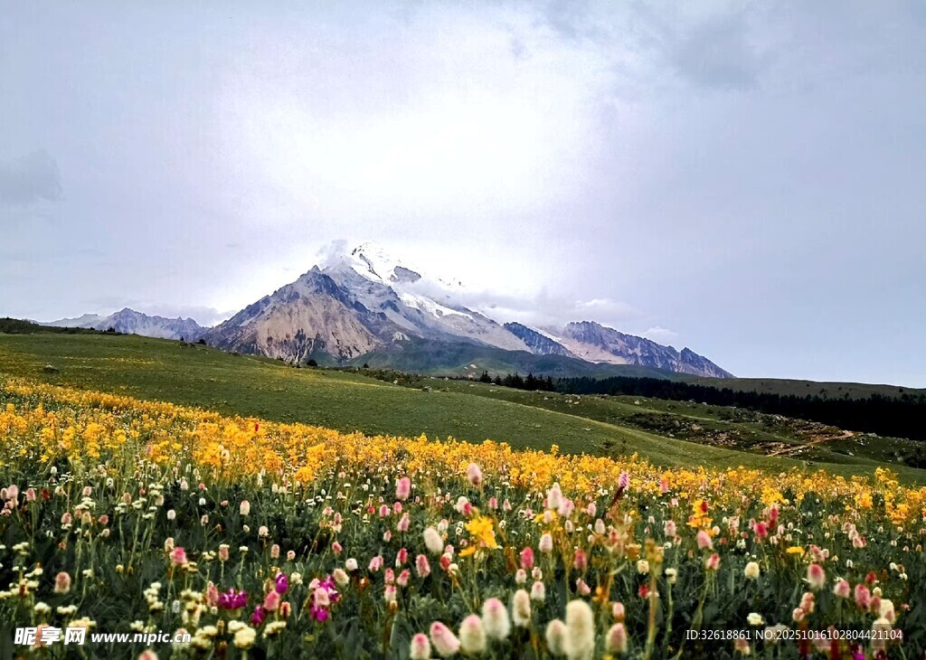 花海中的巍峨雪山