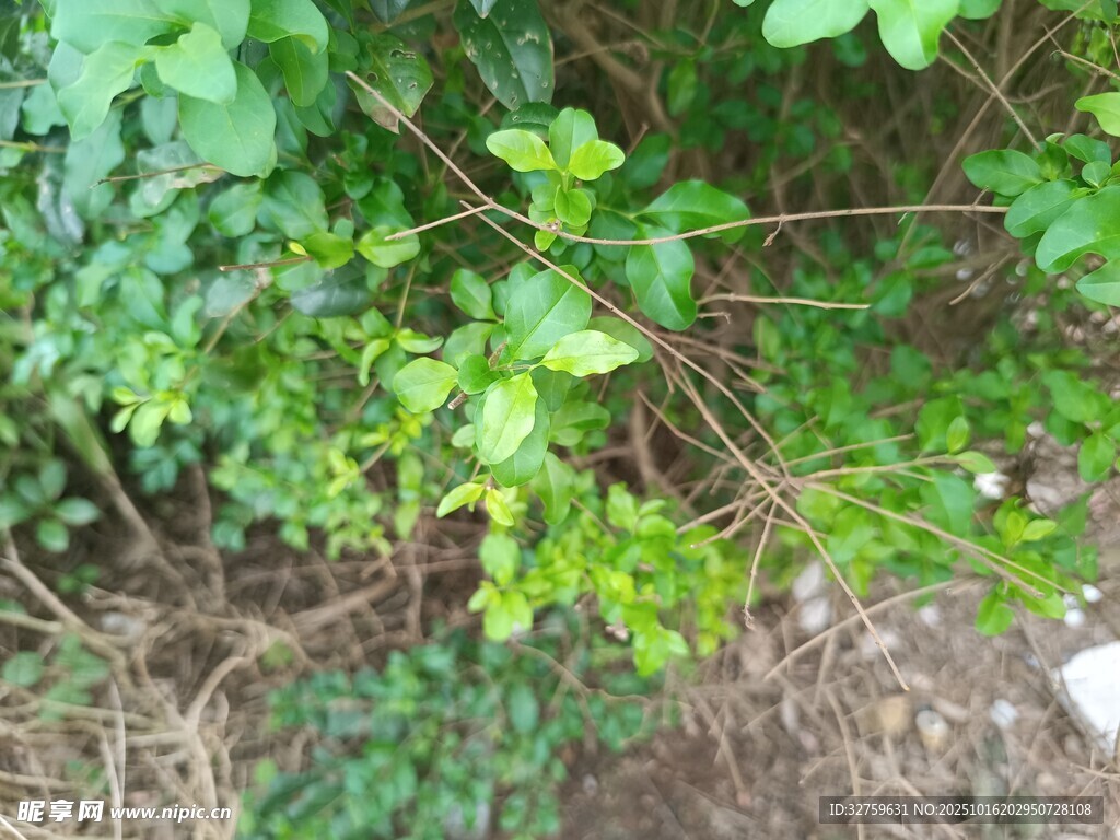 绿叶繁茂的植物景象