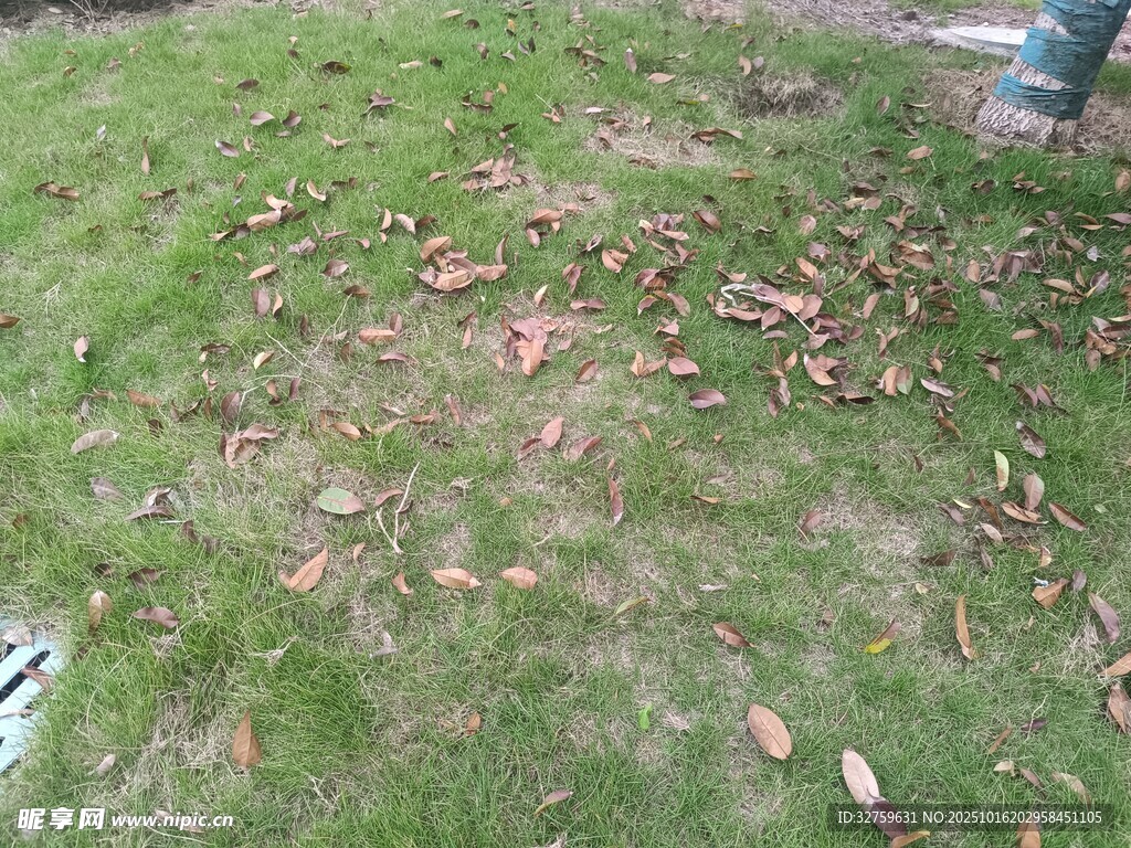 草地上散落的枯黄树叶