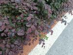 路边紫叶植物景观