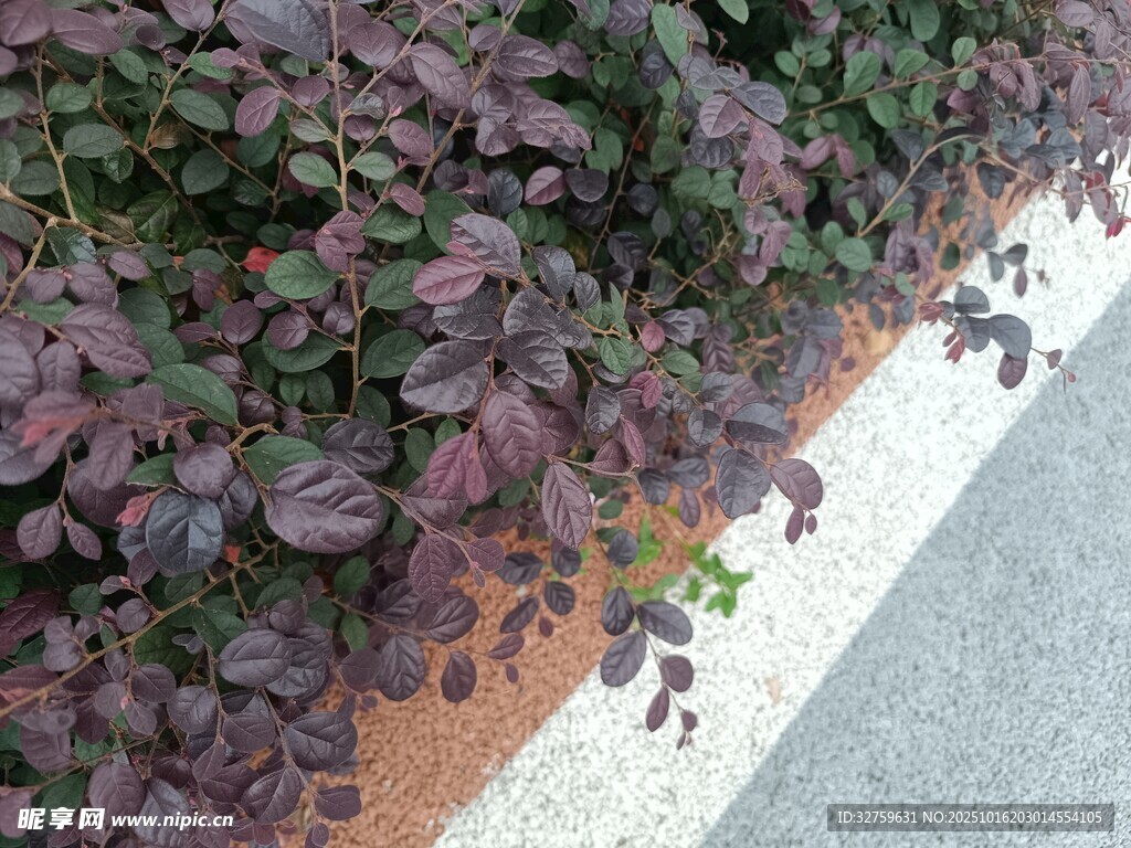 路边紫叶植物景观