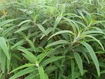 茂密绿植景观