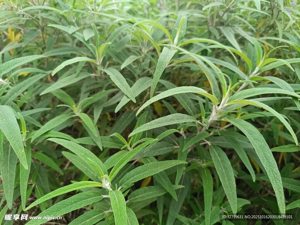 茂密绿植景观