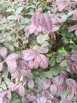 紫叶植物特写