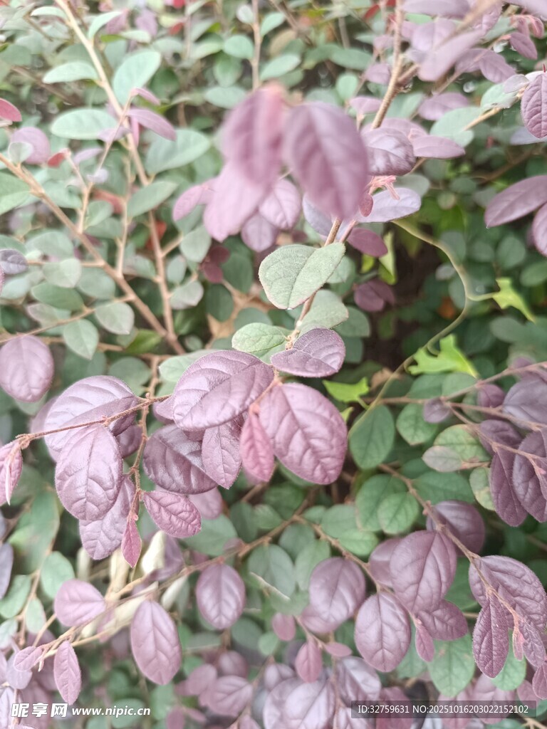 紫叶植物特写