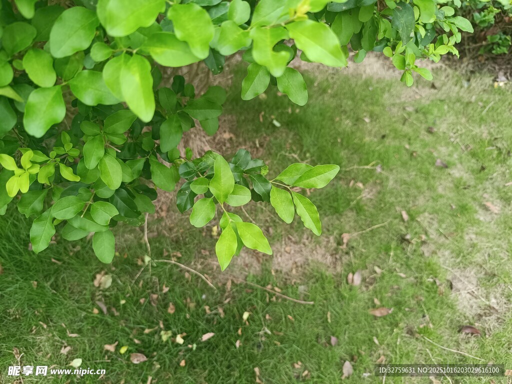 绿叶青草的自然景致