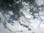 透过枝叶看天空