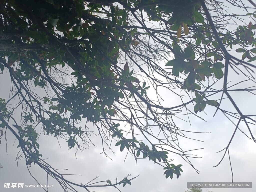 透过枝叶看天空