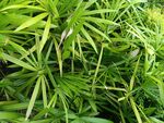 翠绿繁茂的植物叶片