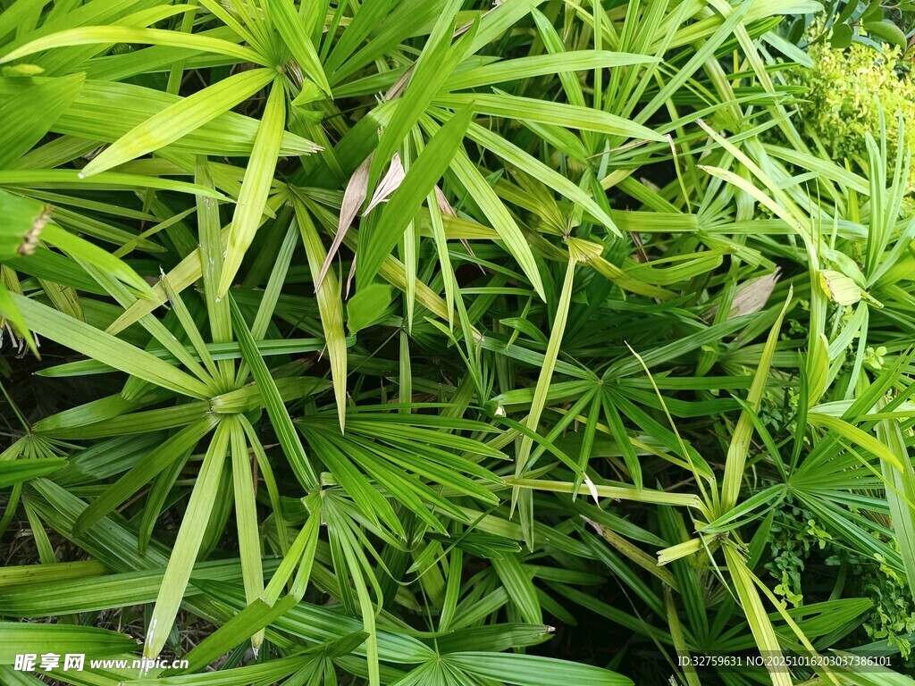 翠绿繁茂的植物叶片
