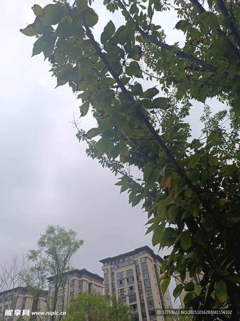 绿树掩映下的楼宇景观