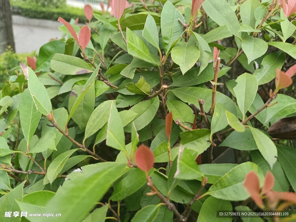 绿叶间的红边植物