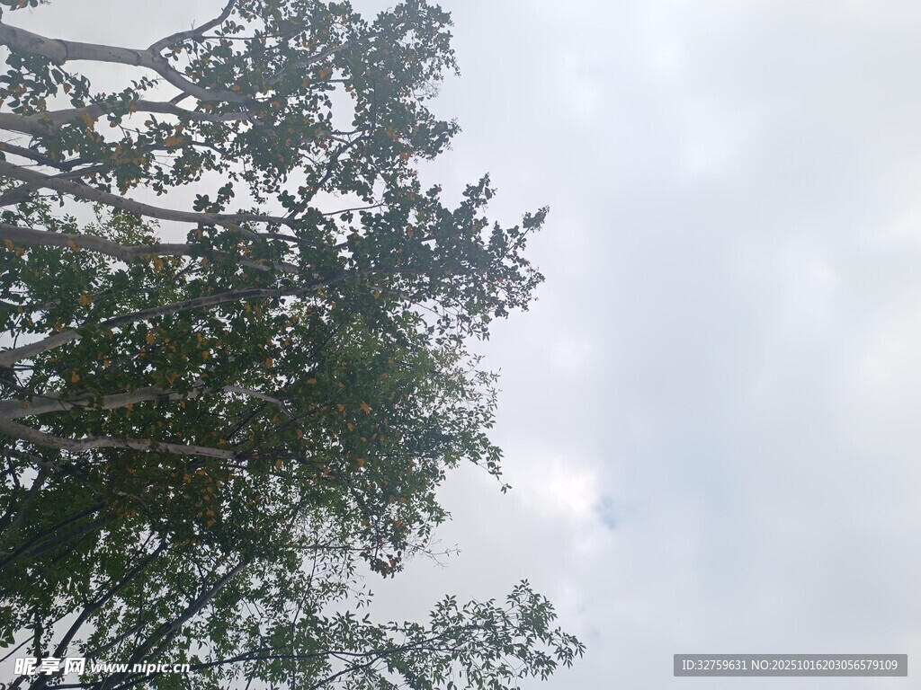 仰视茂密树林与天空