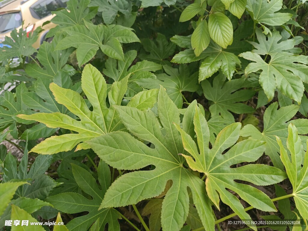 翠绿叶片的生机植物