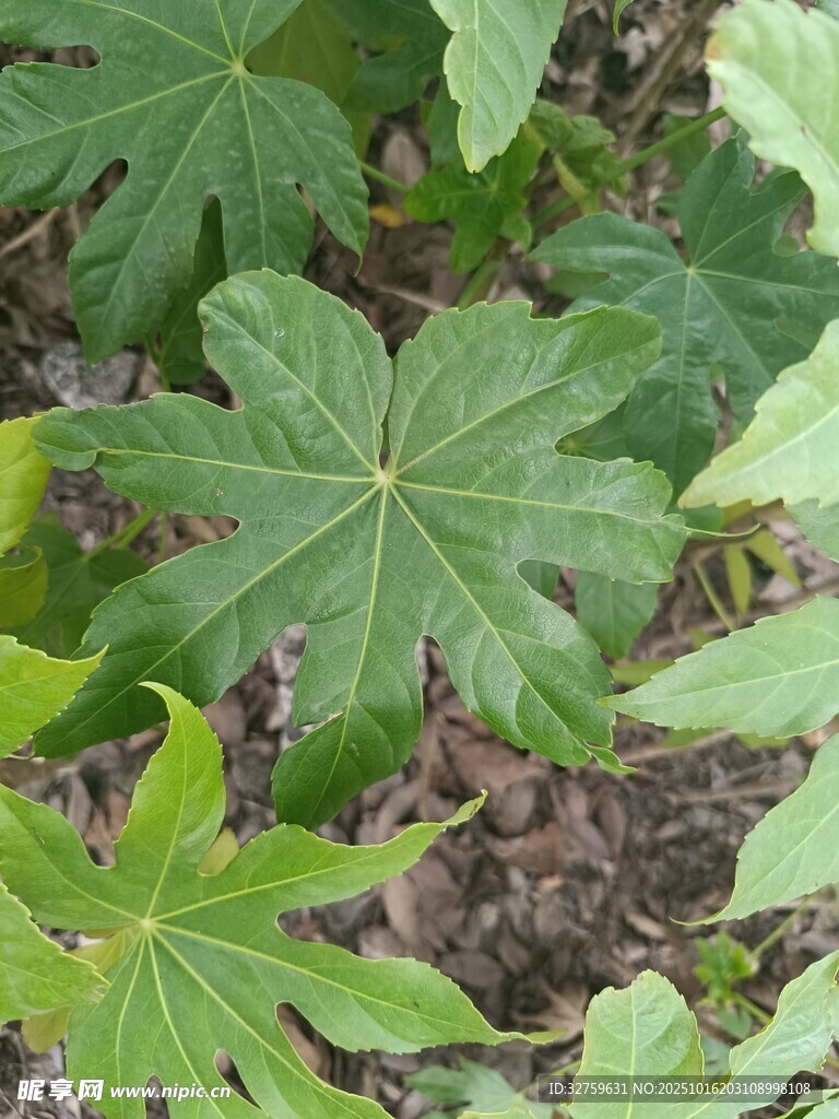 绿叶繁茂的掌状叶片植物