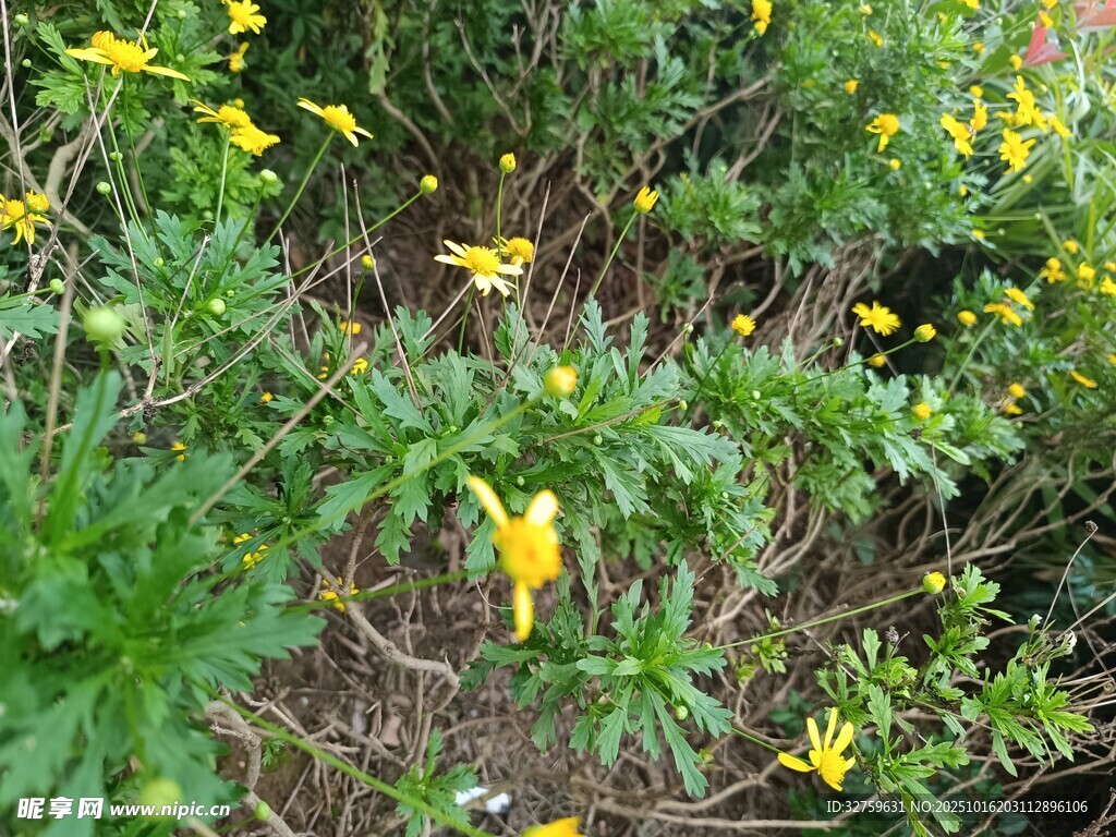 草丛中的黄色小花