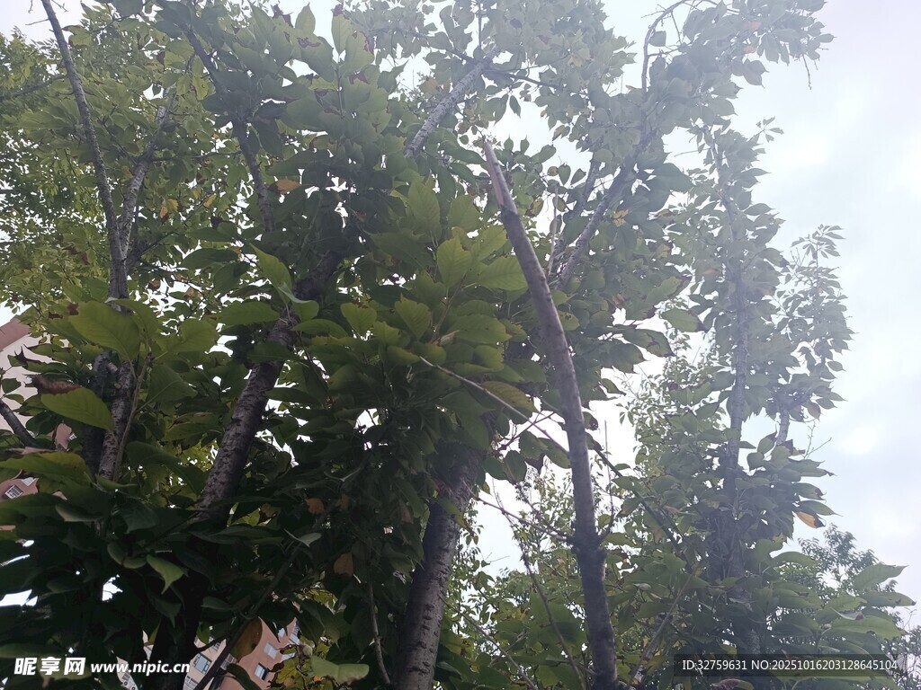 茂密绿树展现自然生机