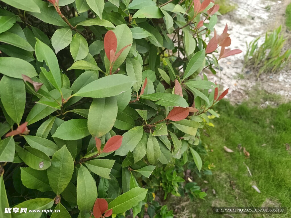 绿叶间的红色叶片植物