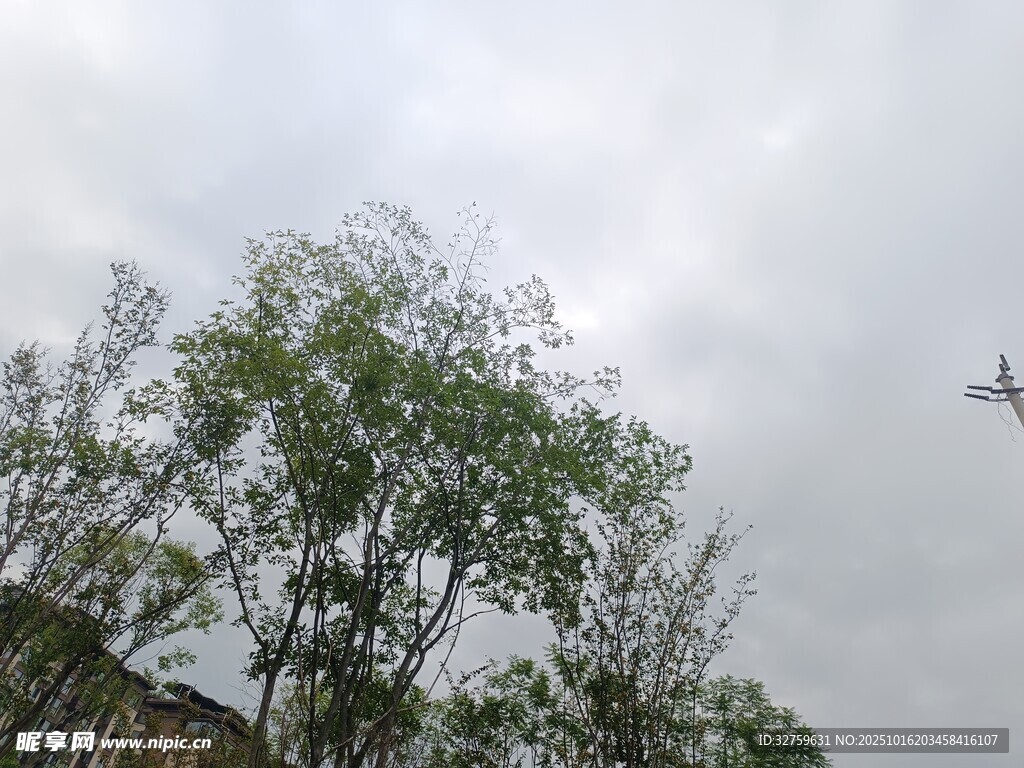 树梢上空的飞机