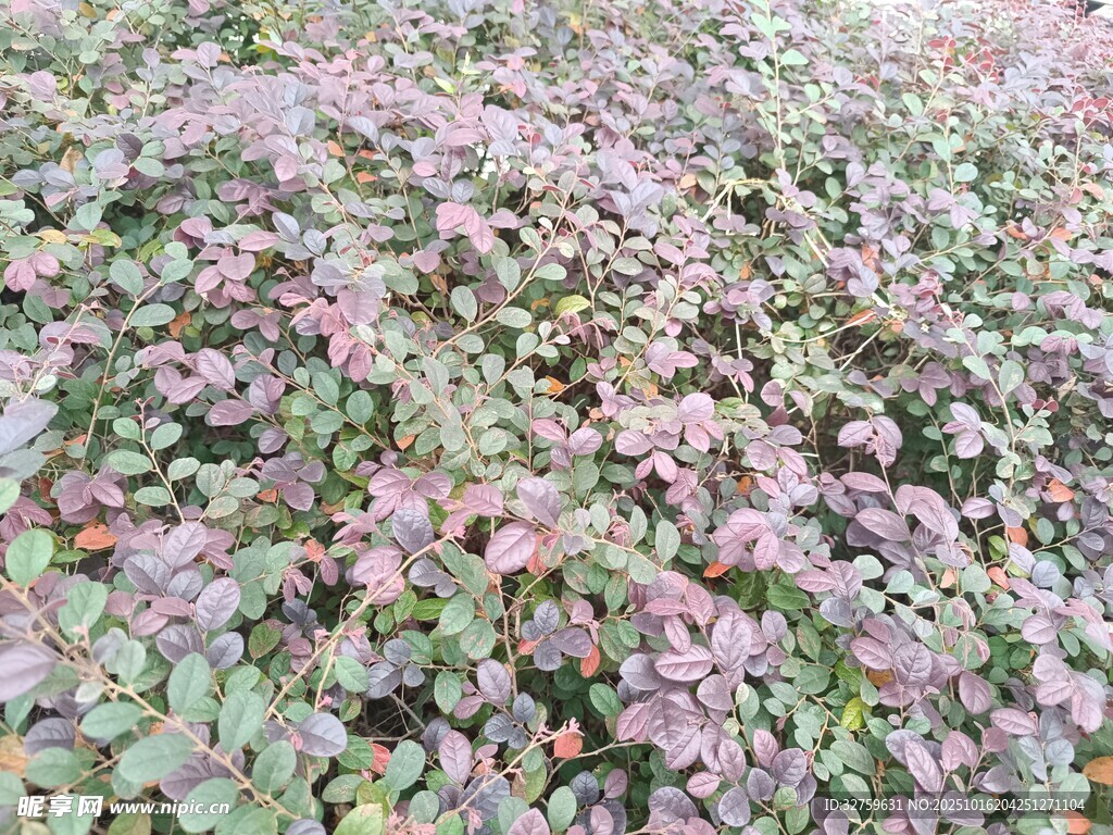 粉色叶片植物景观