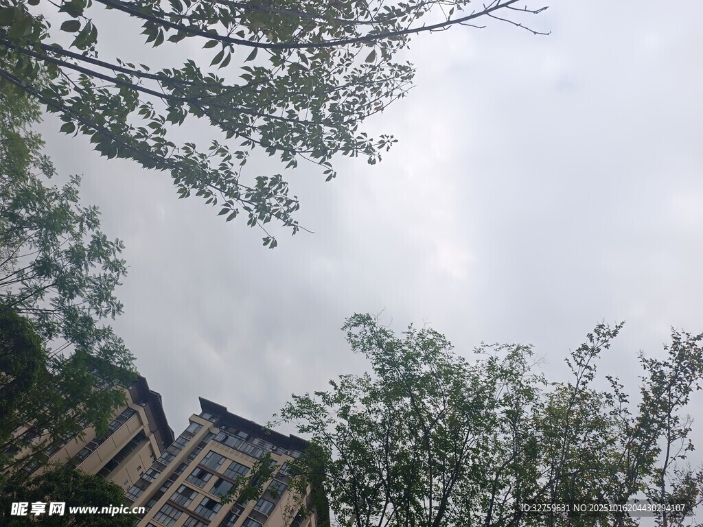 林间房屋与繁茂树木景观