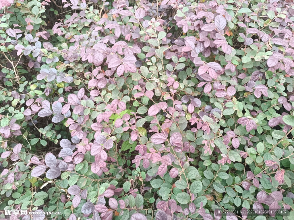 粉色绿色交织的地被植物