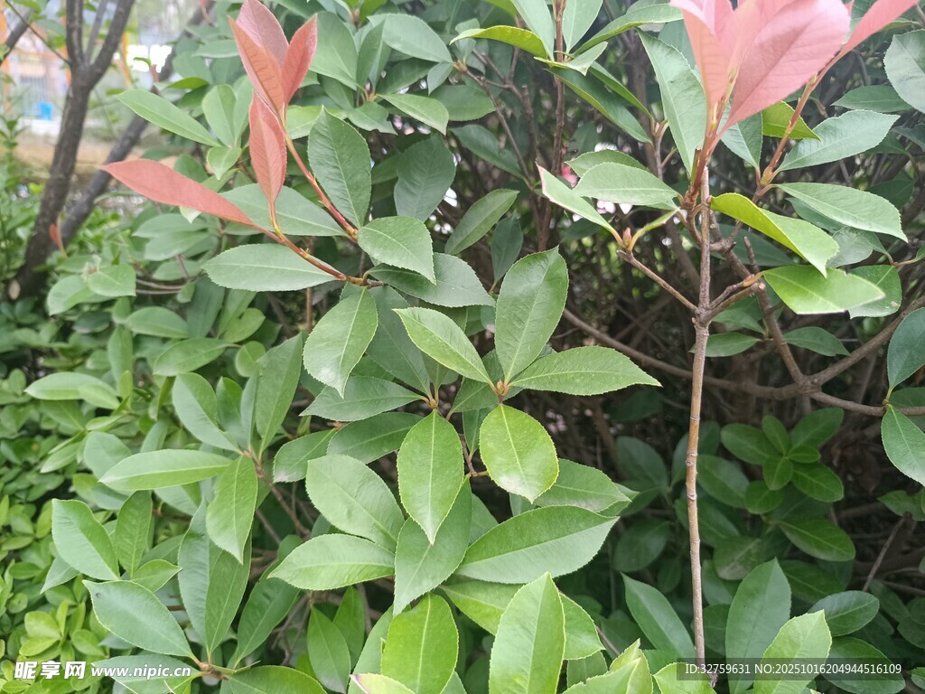 绿叶间的红嫩枝叶