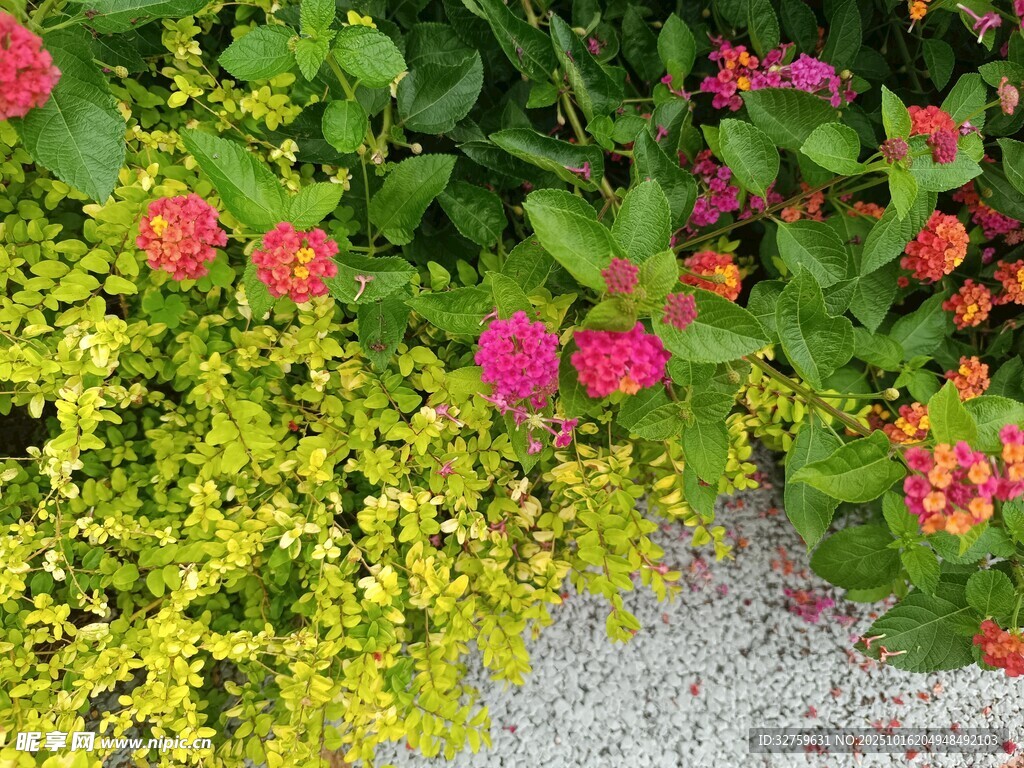 多彩花卉与绿植景观
