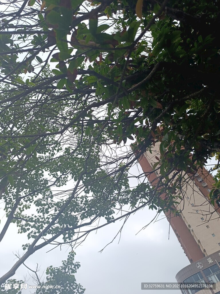 透过枝叶看高楼