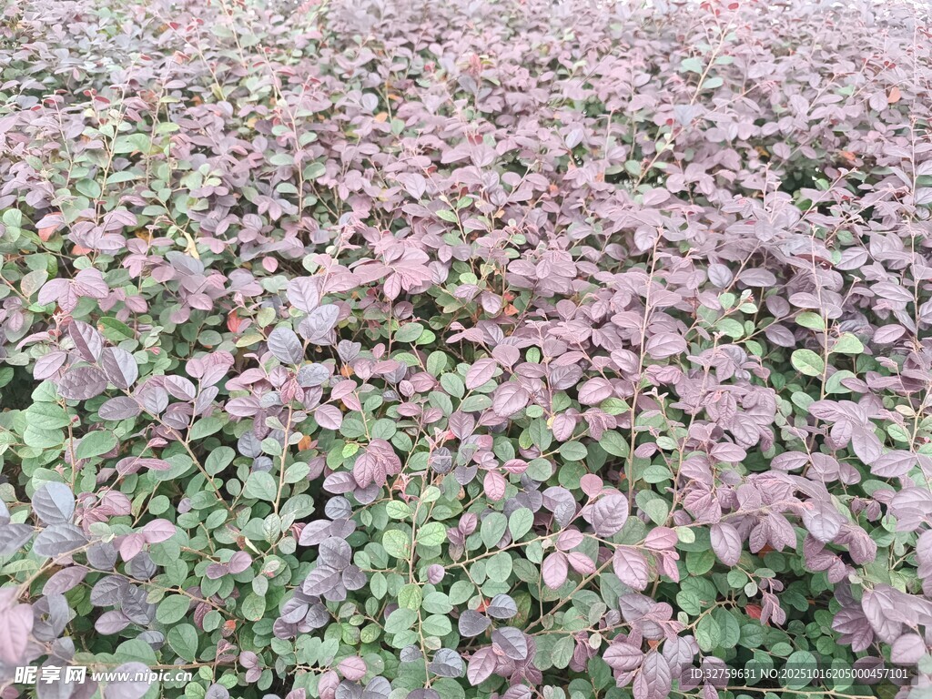 粉色绿叶交织的植物景观