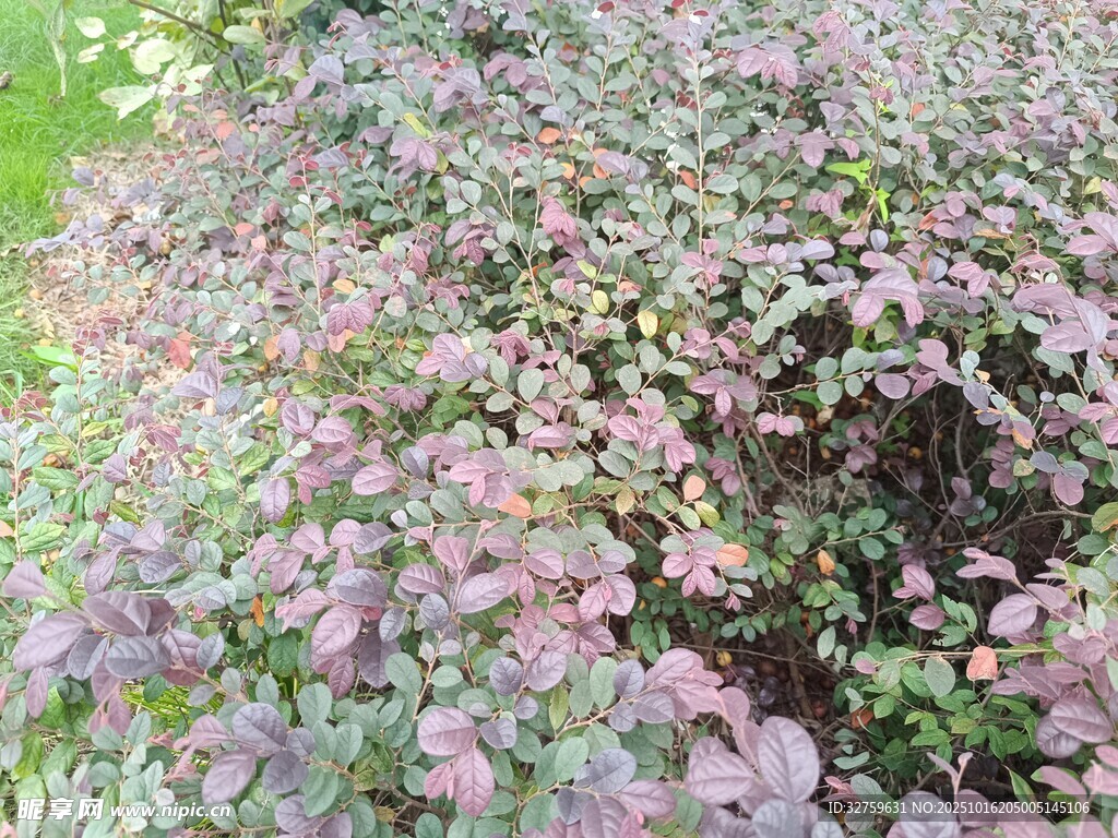 粉色花卉覆盖的地面景观