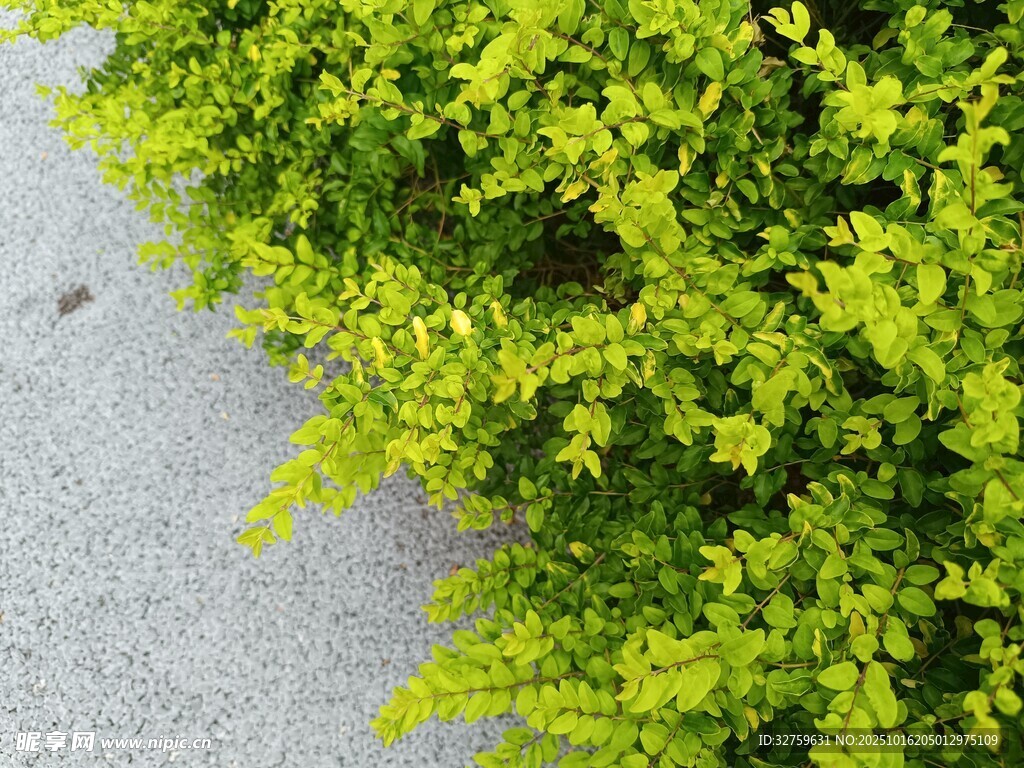 翠绿植物边缘特写