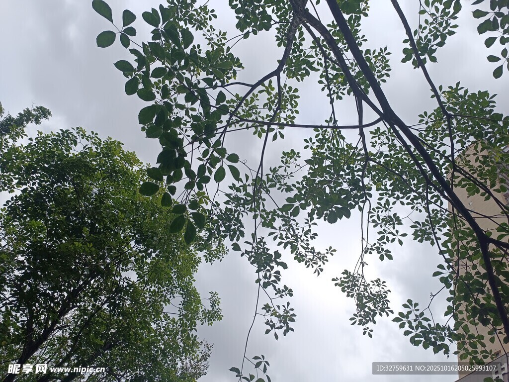 仰视繁茂树木枝叶景观