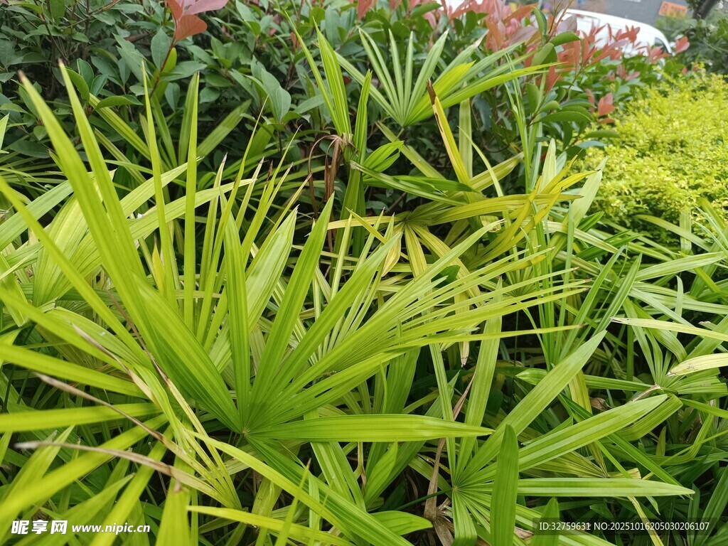 翠绿繁茂的热带植物景观