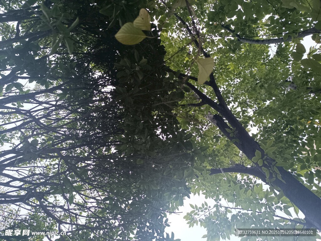 仰视繁茂树冠